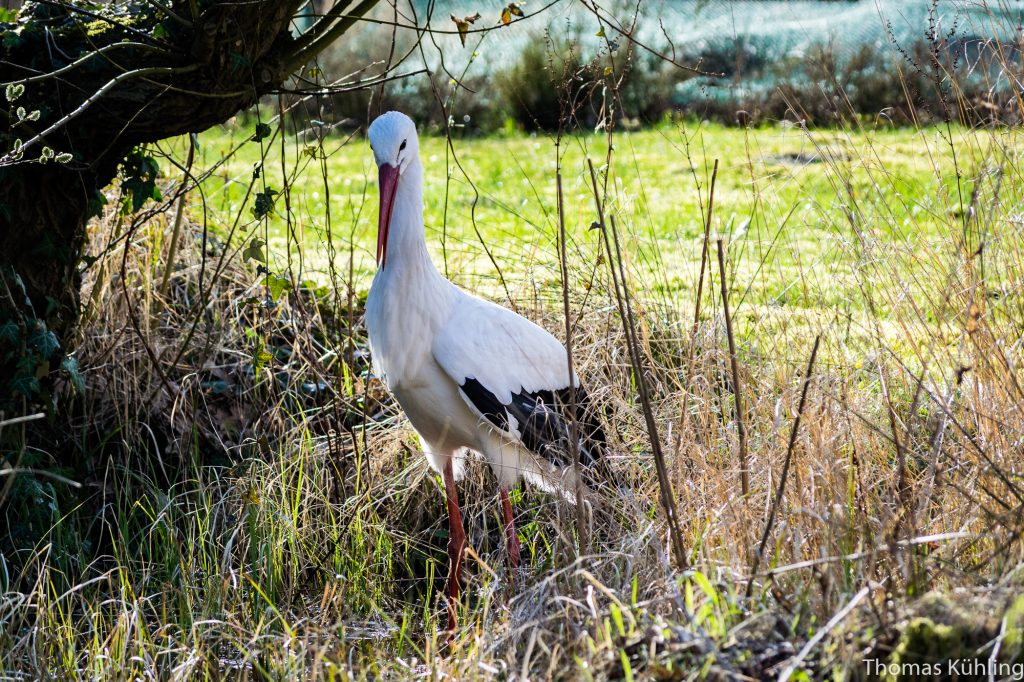 Botanischer Garten in Oldenburg – netzdeponie.de